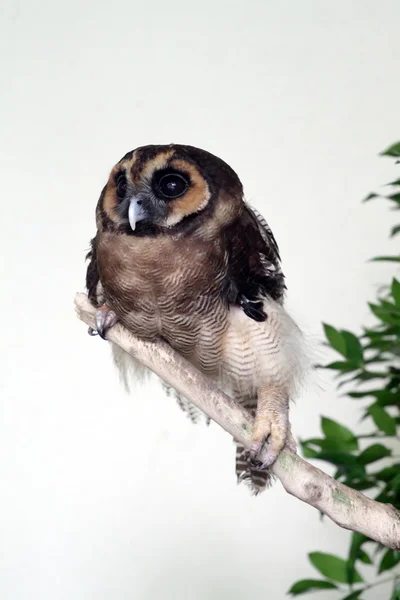 Stock image of an owl — Stock Photo, Image