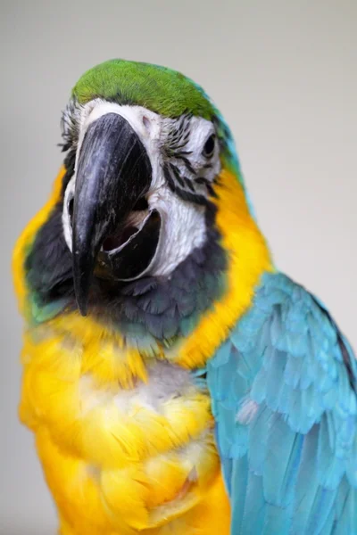 Stock image of a parrot — Stock Photo, Image