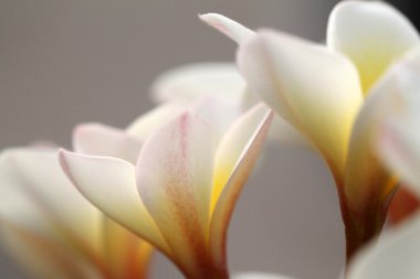 Plumeria çiçek portre üzerinde