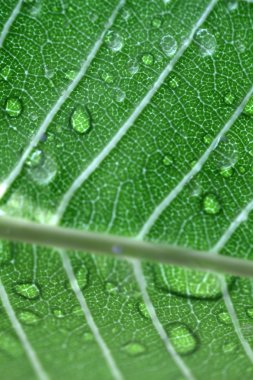 Yaprak portre üzerinde su damlaları