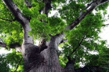 Bir ağaç gövdesi görüntü kadar kapatın