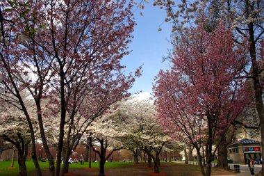 Boston halk bahçesinde bahar sırasında kiraz çiçeği