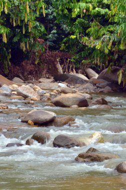 Janda Baik nehir, Malezya