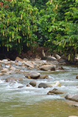 Janda Baik nehir, Malezya