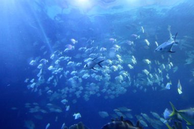 Farklı deniz hayvanları yelpazesi ile büyük kapalı akvaryum