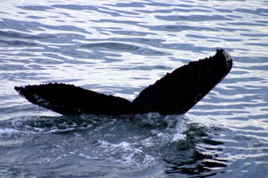 Kuyruk yüzgeci gri balina Atlantik