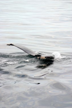 Kuyruk yüzgeci gri balina Atlantik