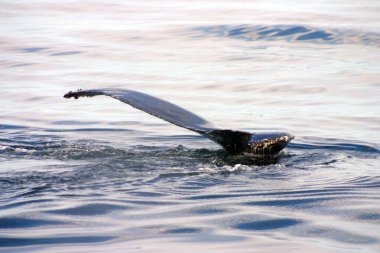 Kuyruk yüzgeci gri balina Atlantik