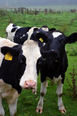 Süt inek Vermont, ABD, stok görüntü