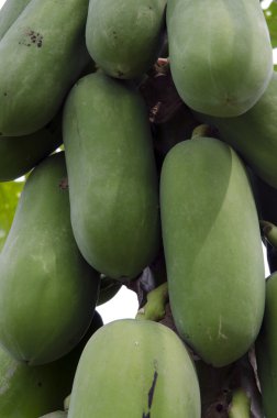 Organik bir çiftlikte büyüyen sebze stok görüntü