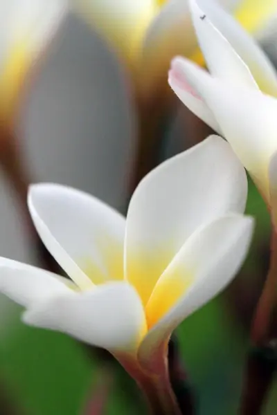 Plumeria flowers closeup on — Stock Photo, Image