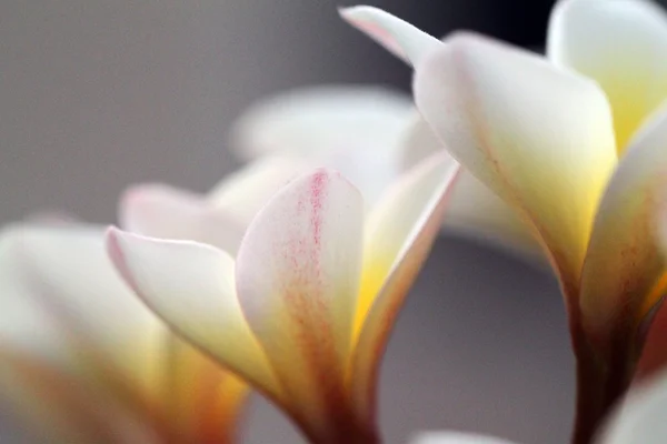 Plumeria flowers closeup on — Stock Photo, Image