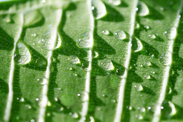 Gocce d'acqua sul primo piano foglia — Foto Stock