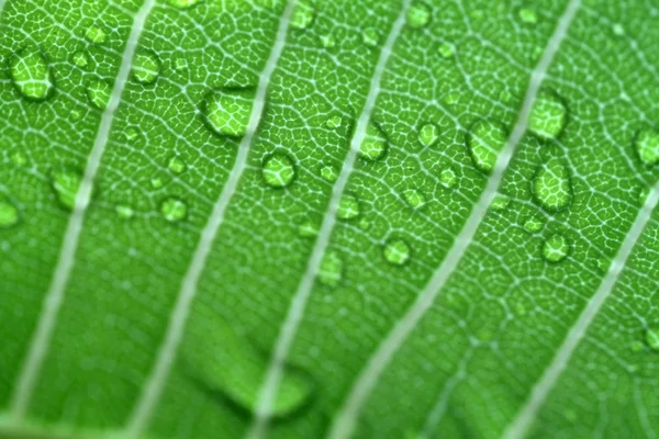 Gocce d'acqua sul primo piano foglia — Foto Stock