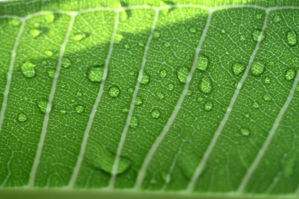 Gotas de agua en el primer plano de la hoja — Foto de Stock