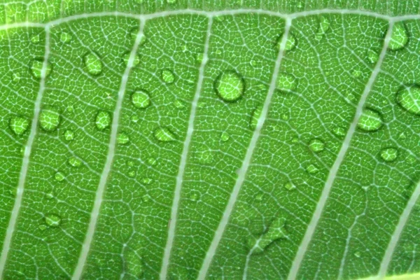 Gotas de agua en el primer plano de la hoja — Foto de Stock