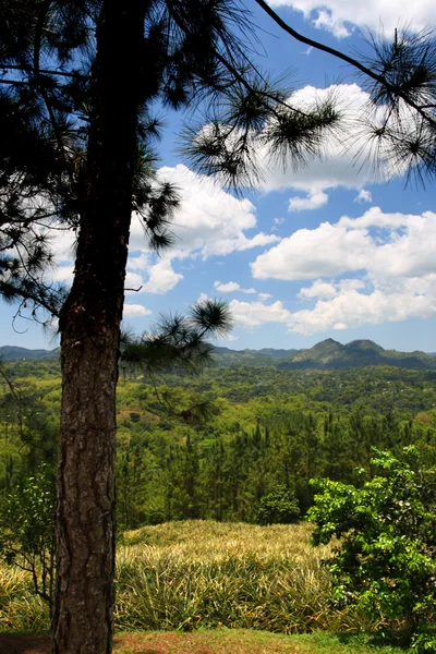 Plantação de Croydon, Jamaica — Fotografia de Stock