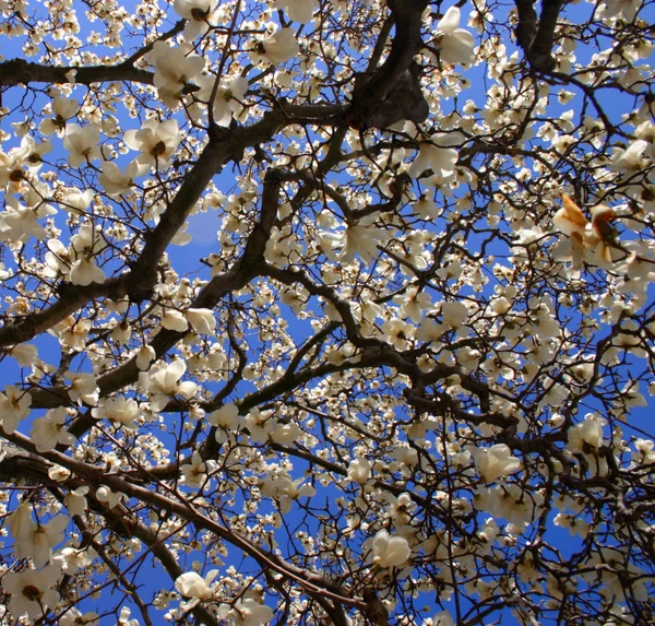 春の間にボストン パブリック ガーデンの桜 — ストック写真