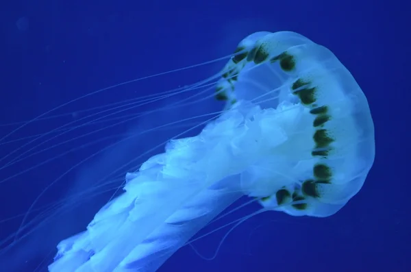 Immagine stock di Jelly Fish — Foto Stock