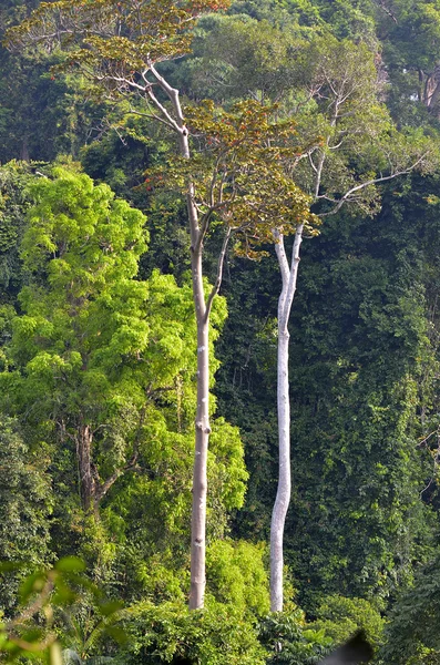 Langkawi umfasst eine Gruppe von 99 tropischen Inseln, die vor der Nordwestküste der malaysischen Halbinsel liegen. — Stockfoto