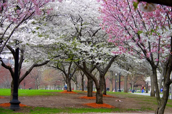 봄 동안 보스턴 공공 정원에서 벚꽃 — 스톡 사진