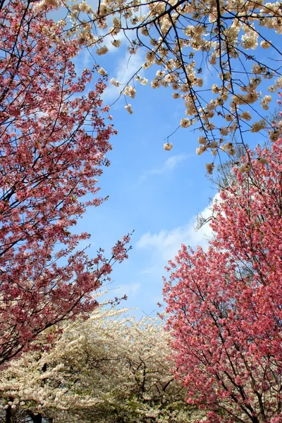 Kirschblüte im öffentlichen Garten von Boston im Frühling — Stockfoto