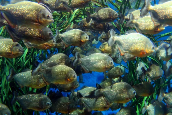 Червоний пузатий piranha школа підводного плавання. (Serrasalmus nattereri) — стокове фото