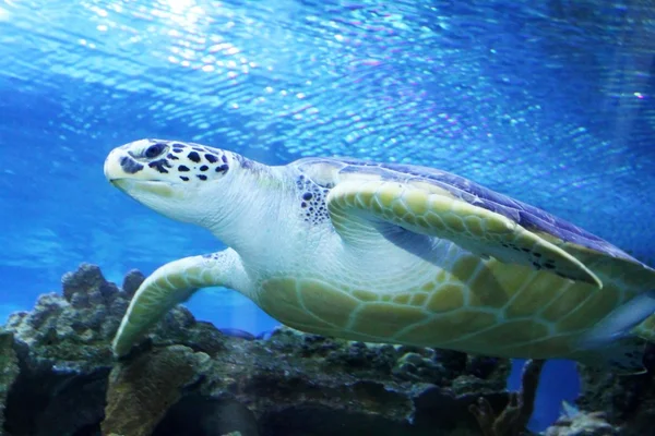 Groene zeeschildpad zwemmen — Stockfoto