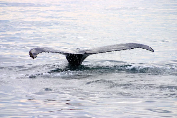 Pinna di coda di una balena grigia nell'Atlantico — Foto Stock