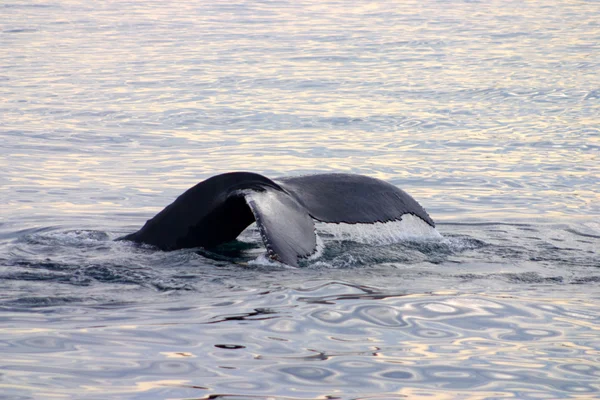 Tail fin of a gray whale in Atlantic — Stock Photo, Image