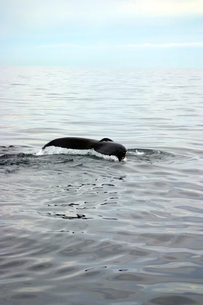 Aleta de cola de ballena gris en el Atlántico — Foto de Stock