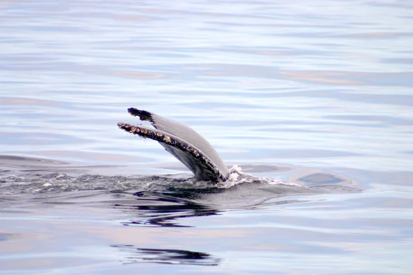 Płetwa ogonowa wieloryba szarego w Atlantyku — Zdjęcie stockowe