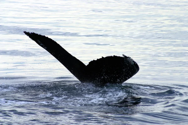 Nageoire caudale d'une baleine grise dans l'Atlantique — Photo