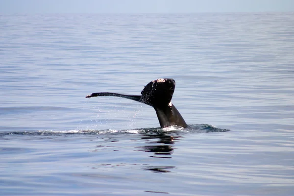 Tail fin of a gray whale in Atlantic — Stock Photo, Image