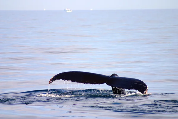 Aleta de cola de ballena gris en el Atlántico — Foto de Stock