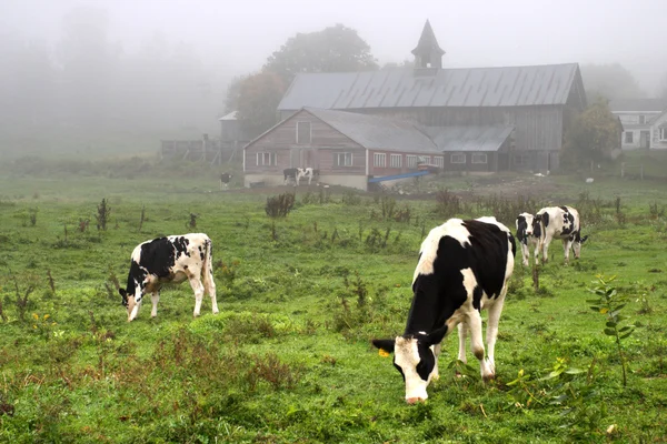 Imagen de la vaca lechera en Vermont, EE.UU. —  Fotos de Stock