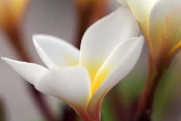 Plumeria bloemen close-up op Stockfoto