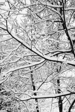 Boston, Massachusetts, ABD 'de kar yağışının stok görüntüsü