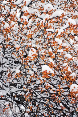 Boston, Massachusetts, ABD 'de kar yağışının stok görüntüsü