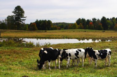 Milkingcow, Vermont, ABD hisse senedi görüntü
