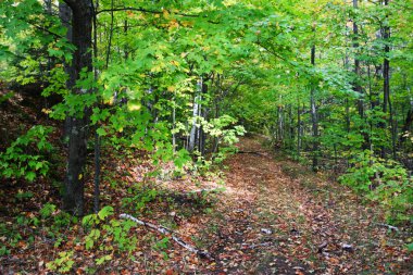 Sonbaharda yapraklar, Vermont, ABD