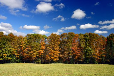 Sonbaharda yapraklar, Vermont, ABD