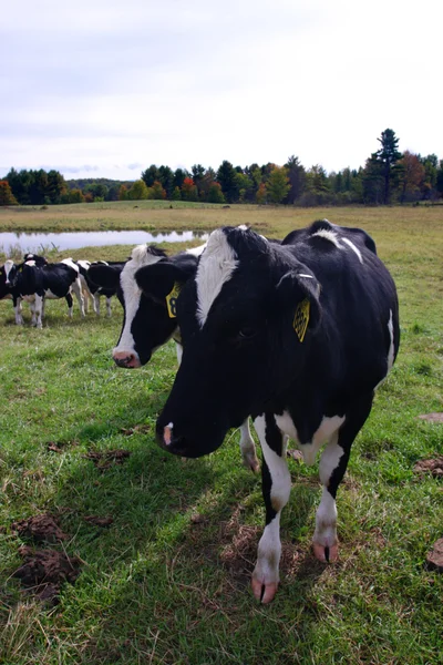 Imagem stock de vacas leiteiras em Vermont, EUA — Fotografia de Stock