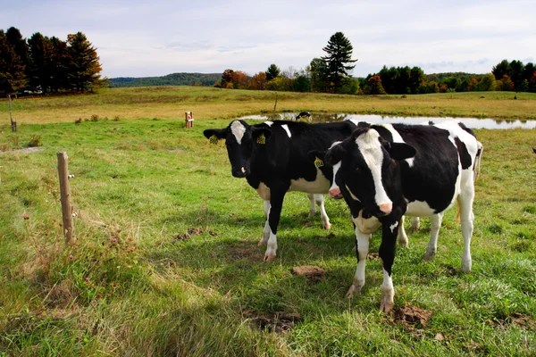 Imagem stock de vacas leiteiras em Vermont, EUA — Fotografia de Stock