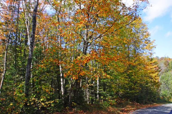 在美国佛蒙特州，秋天的落叶 — 图库照片