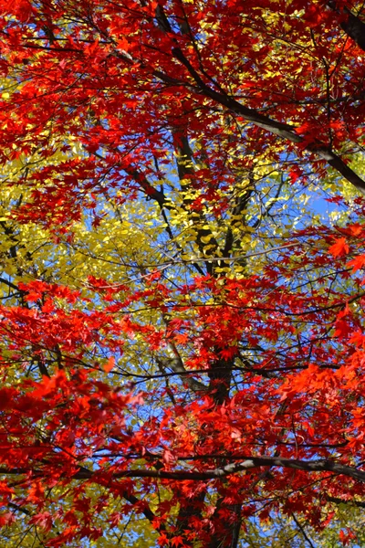 Immagine stock di fogliame autunnale a Boston — Foto Stock