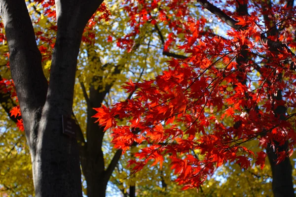 Stock image of fall foliage at Boston — Stock Photo, Image