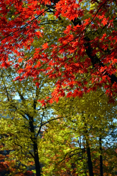 Sonbaharda yapraklar Boston'da stok görüntü — Stok fotoğraf