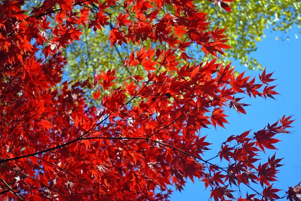 Stock image of fall foliage at Boston — Stock Photo, Image