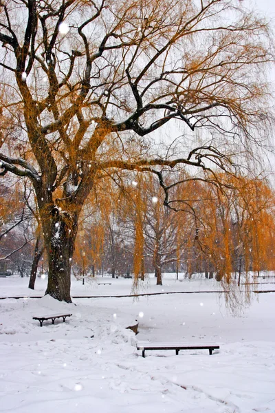 Stock imagen de un invierno nevando en Boston, Massachusetts, EE.UU. —  Fotos de Stock